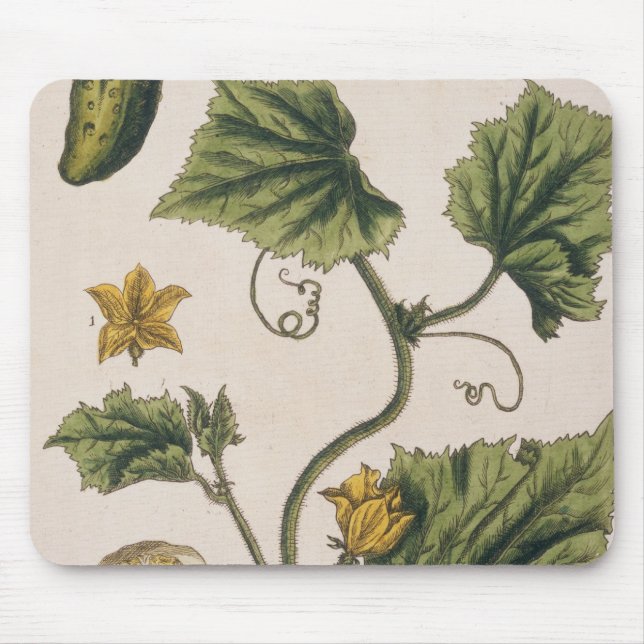 Garten-Gurke, überziehen 4 von "einem neugierigen Mousepad (Vorne)