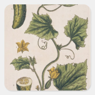 Garten-Gurke, überziehen 4 von "einem neugierigen Quadratischer Aufkleber
