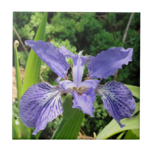 Garten-Iris, Blau, Fliese 4,25