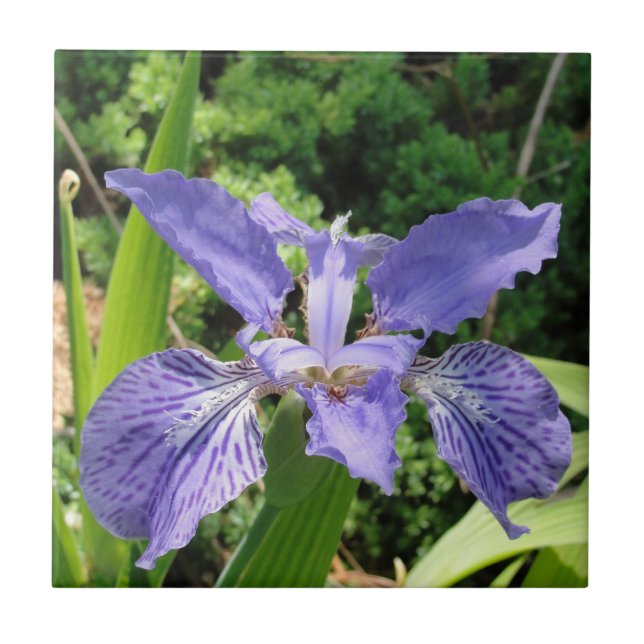 Garten-Iris, Blau, Fliese 4,25 (Vorderseite)