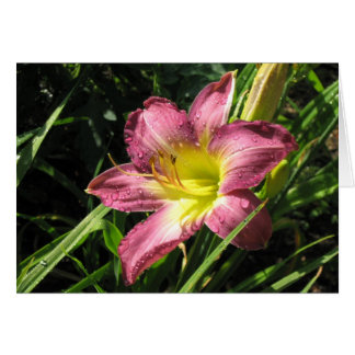 Garten-Lilie
