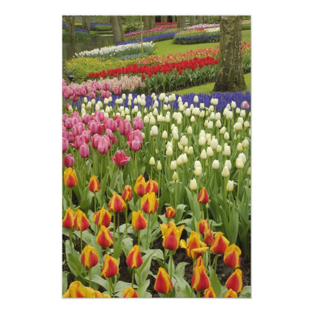 Garten mit Blumen und Blumen, Keukenhof Gardens, Fotodruck (Vorne)