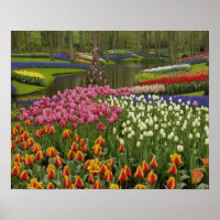 Garten mit Blumen und Blumen, Keukenhof Gardens,