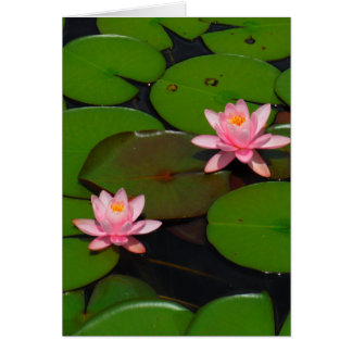 Garten mit Blütenblumen, Rosa Lotus,