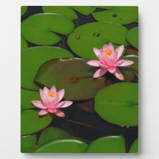 Garten mit Blütenblumen, Rosa Lotus, Fotoplatte