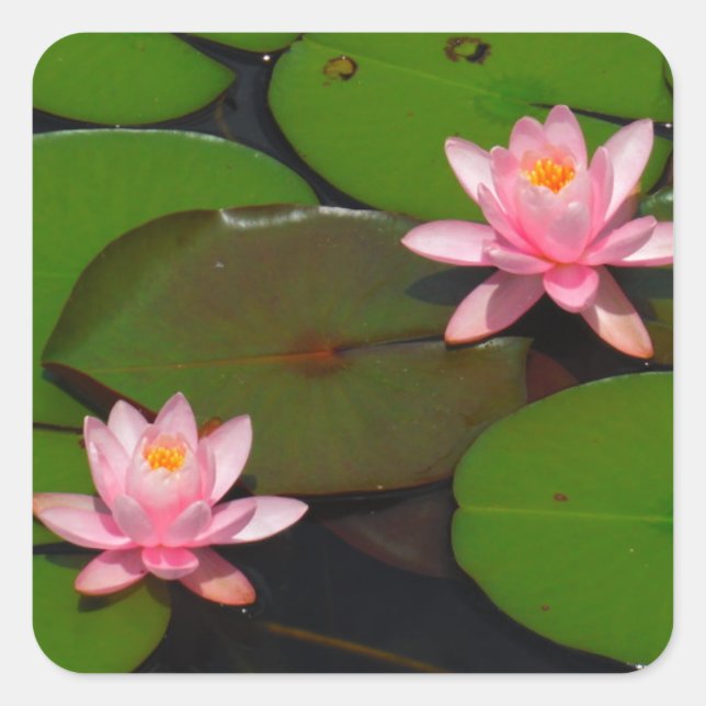 Garten mit Blütenblumen, Rosa Lotus, Quadratischer Aufkleber (Vorderseite)