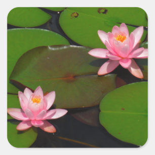 Garten mit Blütenblumen, Rosa Lotus, Quadratischer Aufkleber