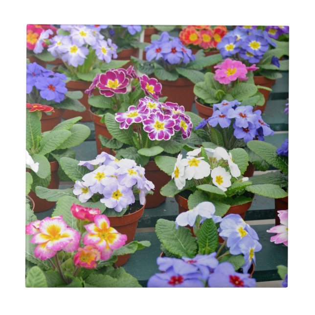 Garten mit farbenfrohen Primaten Fliese (Vorderseite)