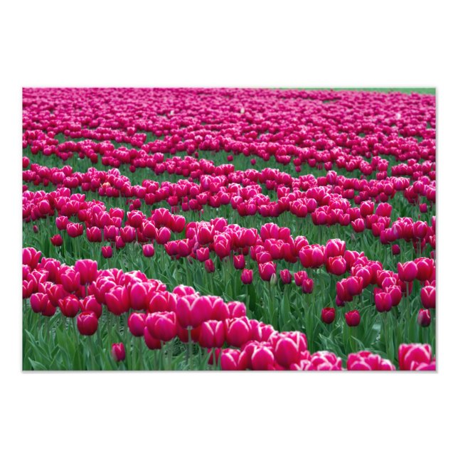 Garten mit Frühlingsblüten-Tulpenbirnen in Fotodruck (Vorne)