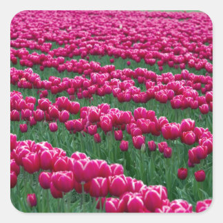 Garten mit Frühlingsblüten-Tulpenbirnen in Quadratischer Aufkleber