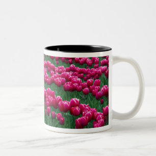 Garten mit Frühlingsblüten-Tulpenzwiebeln in Zweifarbige Tasse