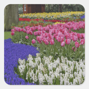 Garten mit Hyazinthen, Hyazinthen und Tulpen, Quadratischer Aufkleber