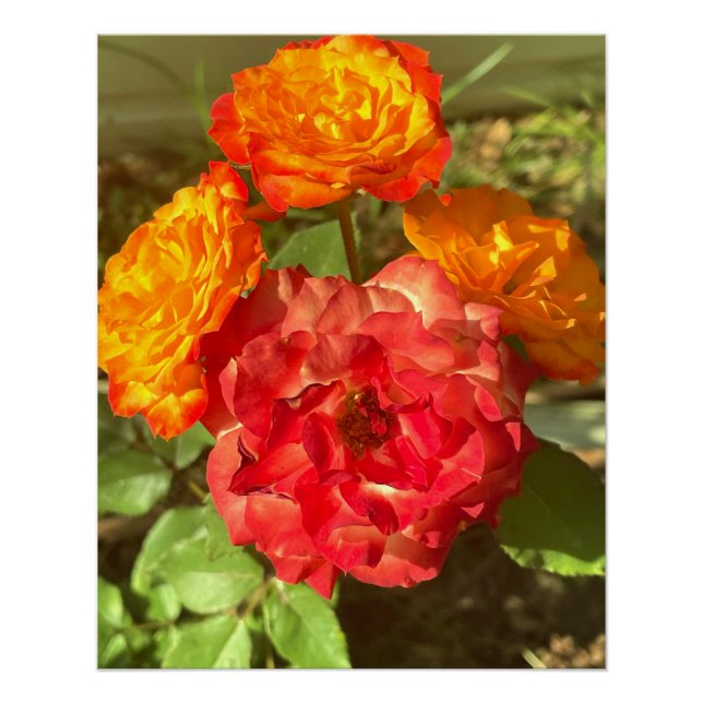 Garten mit orangefarbenen und roten Blumen Poster (Vorderseite)