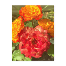 Garten mit orangefarbenen und roten Blumen