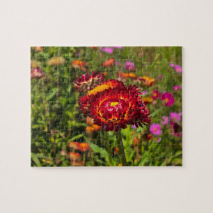 Garten mit Strohblumen