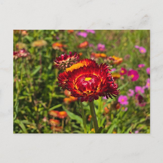 Garten mit Strohblumen Postkarte (Vorderseite)