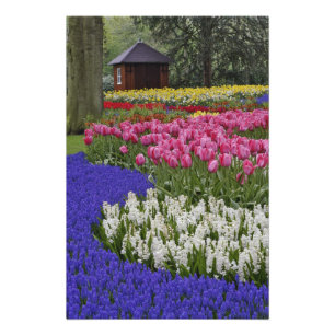 Garten mit Traubenhyazinthen, Hyazinthen und Tulpe Fotodruck
