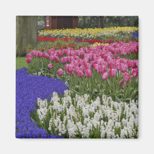 Garten mit Traubenhyazinthen, Hyazinthen und Tulpe Magnet