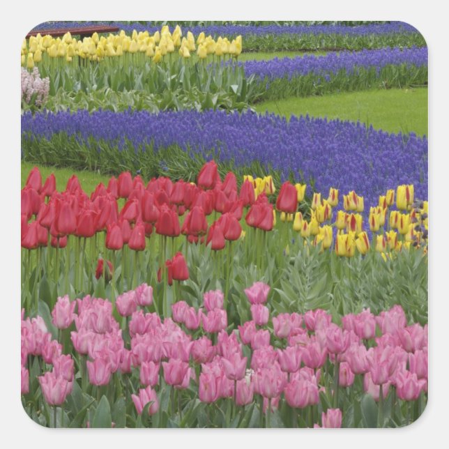 Garten mit Tulpen, Hyazinthen und Quadratischer Aufkleber (Vorderseite)
