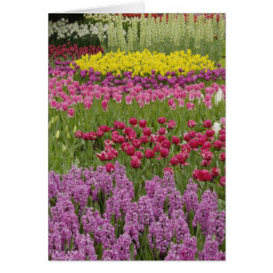 Garten mit Tulpen, Narzissen und Hyazinthen