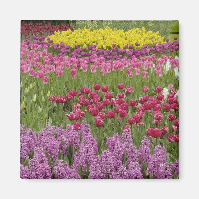 Garten mit Tulpen, Narzissen und Hyazinthen Magnet (Vorne)