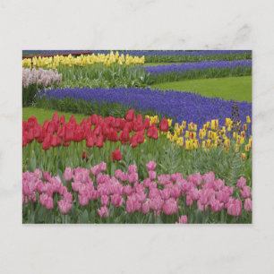Garten mit Tulpen, Traubenhyazinthen und Postkarte