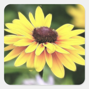 Garten-Perfektion - schwarze mit Augen Susan Quadratischer Aufkleber