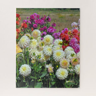Garten Rainbow dahlias