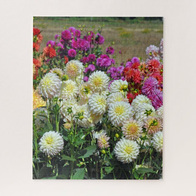 Garten Rainbow dahlias (Vertikal)