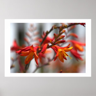 Garten-Schönheit Poster