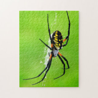 Garten-Spinne