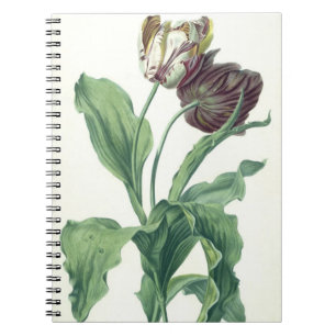 Garten-Tulpe, "von der Oper Botanica", graviert Notizblock