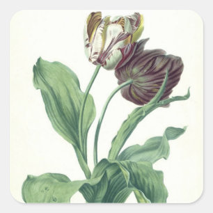 Garten-Tulpe, "von der Oper Botanica", graviert Quadratischer Aufkleber