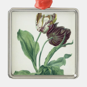 Garten-Tulpe, "von der Oper Botanica", graviert Silbernes Ornament
