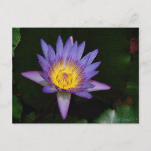 Garten von Eden Postkarte