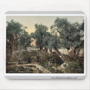 Garten von Gethsemane, Jerusalem, Heiliges Land kl Mousepad