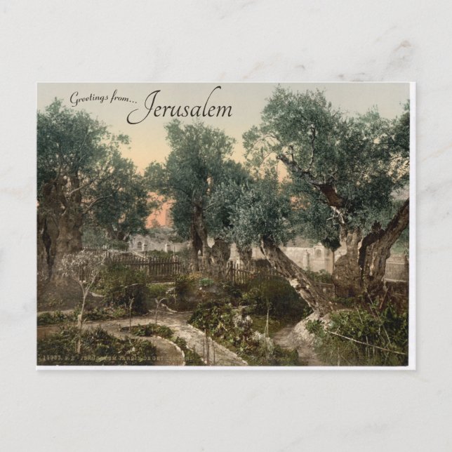 Garten von Gethsemane Jerusalem Postkarte (Vorderseite)
