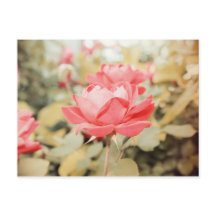 Gartenanlage Rose