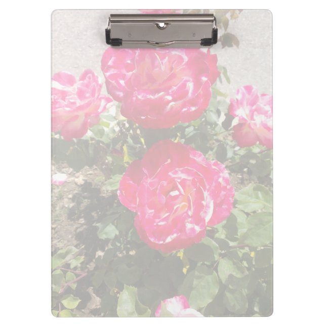 Gartenbau Rose I Klemmbrett (Vorderseite)