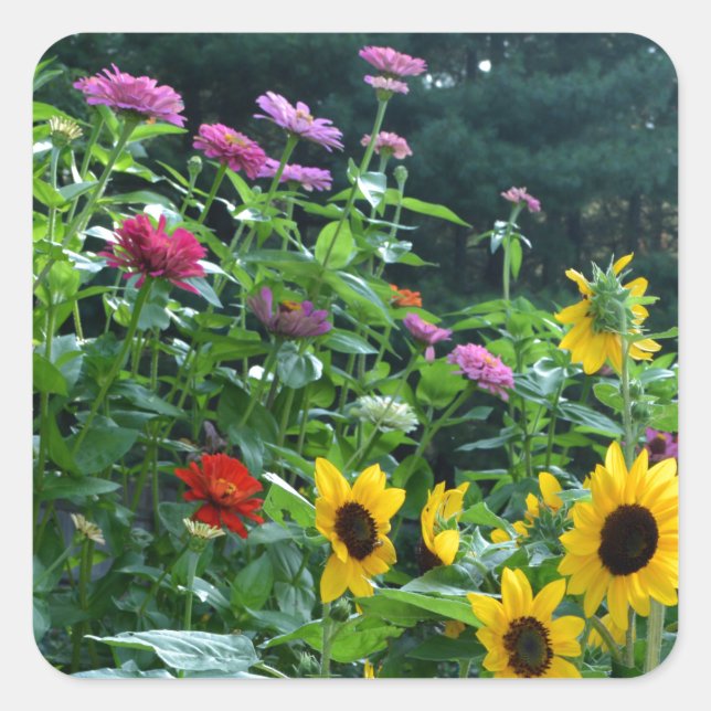 Gartenblick, Gänseblumen, Kosmos, Sonnenblumen, Ma Quadratischer Aufkleber (Vorderseite)