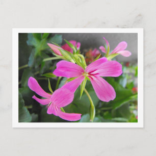 Gartenblume, rosa postkarte