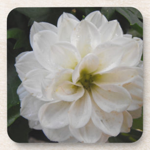 Gartenblume - weiße Dahlie. Blumenfotografie Getränkeuntersetzer