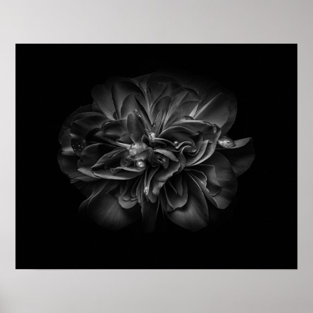Gartenblumen in Schwarz-Weiß 67 Poster (Vorne)