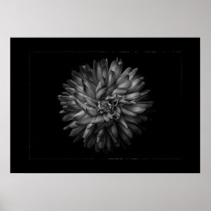 Gartenblumen in Schwarzweiß Nr. 20 Border Poster