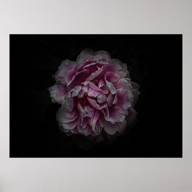 Gartenblumen Nr. 115 Farbversion Poster (Vorne)