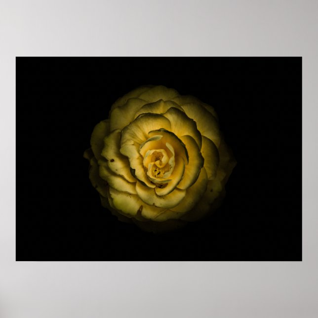 Gartenblumen Nr. 85 Farbversion Poster (Vorne)