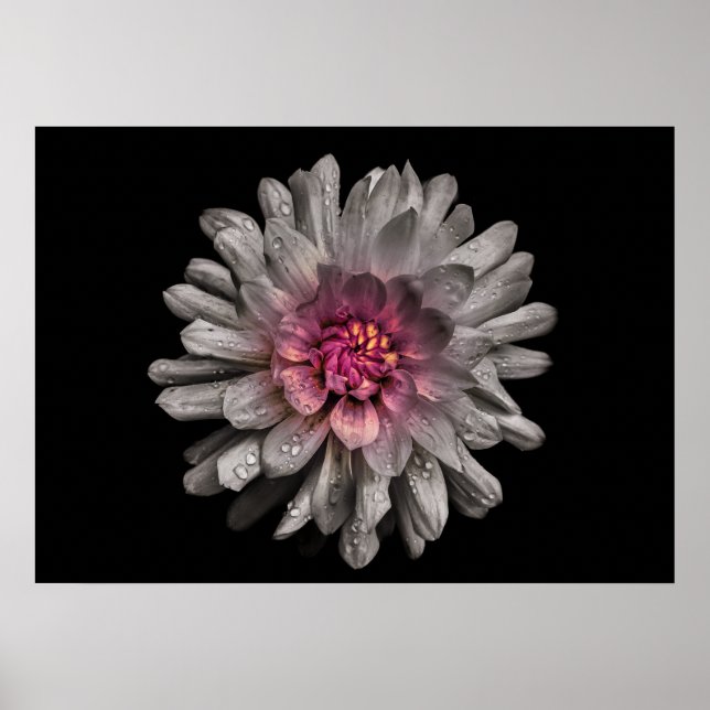 Gartenblumen Nr. 91 Farbversion Poster (Vorne)