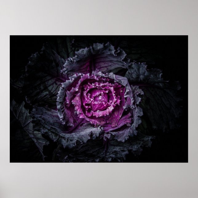 Gartenblumen Nr. 92 Farbversion Poster (Vorne)