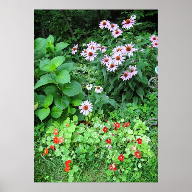 Gartengarten Blume Coneflower Nasturtium Poster (Vorne)