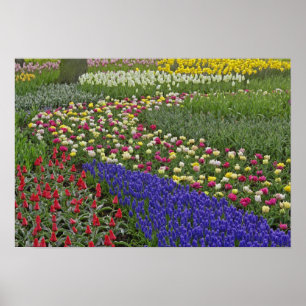 Gartengestaltung mit Traubenhyazinthen und Tulpen, Poster